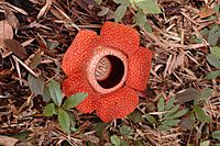 Rafflesia 80 cm