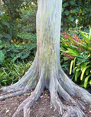 Rainbow Eucalyptus 