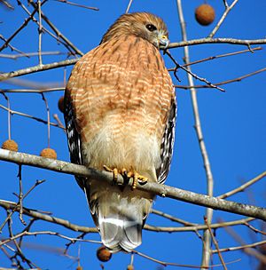 Red-Shouldered Hawk. 12-18-13.8