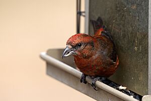 Red crossbill - 53572063830