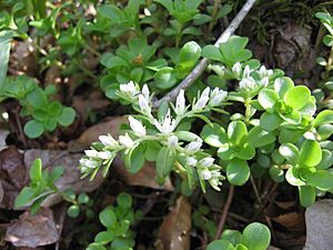 Sedum ternatum.jpg