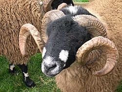 Sheep with interesting horns