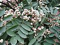 Sorbus glabrescens1