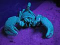 Sorpion Under Blacklight