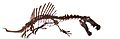 Spinosaurus white background