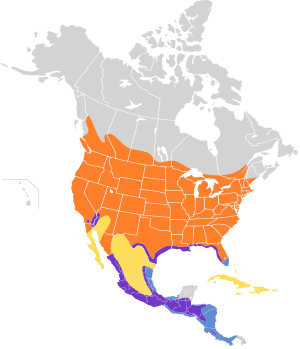 Stelgidopteryx serripennis map.svg