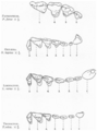 Teeth of Middle Eocene Bridger Basin Creodonts