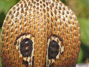 The Binocellate Cobra (Naja naja)