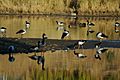 Tidbinbilla geese