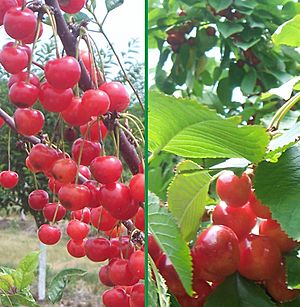 TraverseCity-MI-cherries