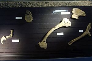 Unenlagia fossils.jpg