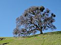 Valley Oak Mount Diablo