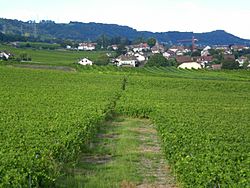 Vinzel vignes