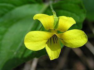 Viola pubescens 1 (5097999466)