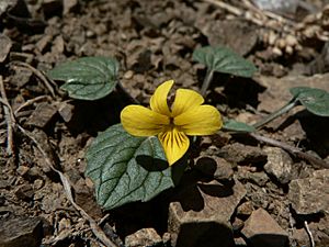 Viola purpurea 15734.JPG