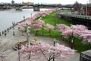 Waterfront Park, Portland.jpg