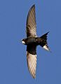 White-rumped swift, Apus caffer, at Suikerbosrand Nature Reserve, Gauteng, South Africa (23326865516), crop