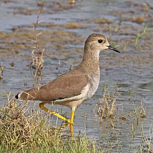 White-tailed lapwing (Vanellus leucurus).jpg