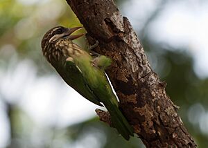 WhiteCheekedBarbet