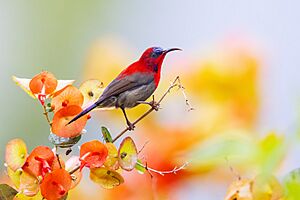 0A2A6965 Crimson Sunbird.jpg