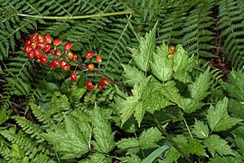 Actaea rubra 9451