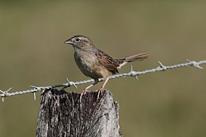 Aimophila botterii.jpg