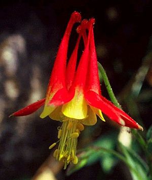 Aquilegia grahamii SherelGoodrich lg.jpg