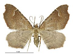 Asaphodes camelias female.jpg