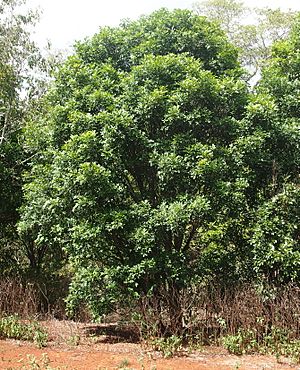 Atalaya salicifolia habit.jpg