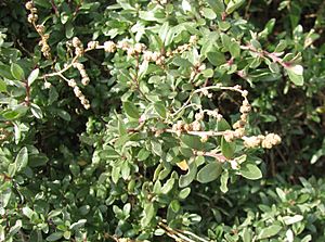 Atriplex paludosa.jpg