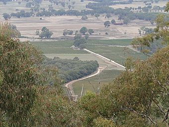 Avoca vineyards.JPG