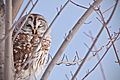 Barred-Owl 9052