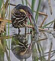 BlackBittern