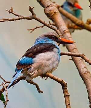 BlueBreastedKingfisher.jpg