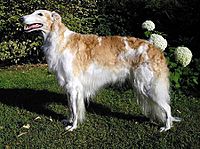 Borzoi female