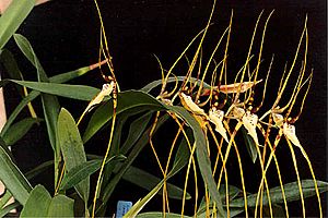 Brassia arcuigera.jpg