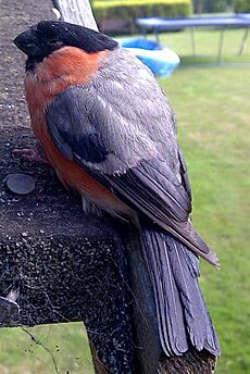 Bullfinch-21-07-2008