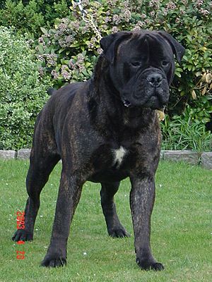 Bullmastiff (13)