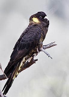 Calyptorhynchus funereus Bruny