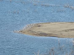 Cedarbluffmudflat