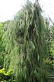 Chamaecyparis lawsoniana imbricata pendula 01