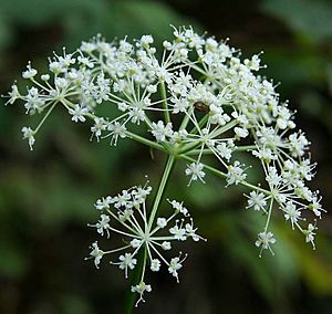 Chamnamul flower (Pimpinella brachycarpa).jpg