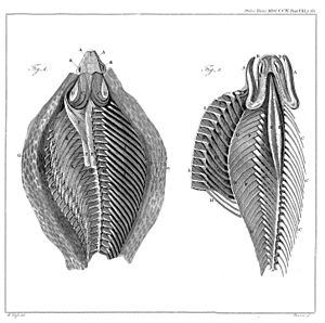 Cobra hood structure1