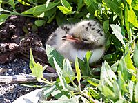 CommonTern-Chick