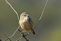 Common Babbler AMSM6639