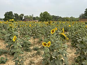 Common Indian Sunflower