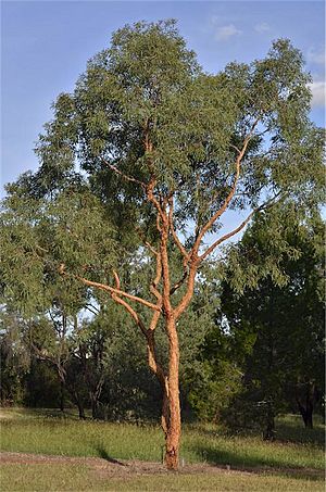 Corymbia leichhardtii.jpg