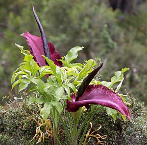 Dracunculus vulgaris LC0044-3