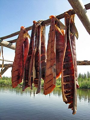 Drying Salmon