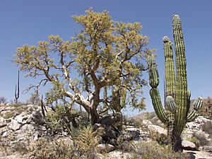 Elephant tree